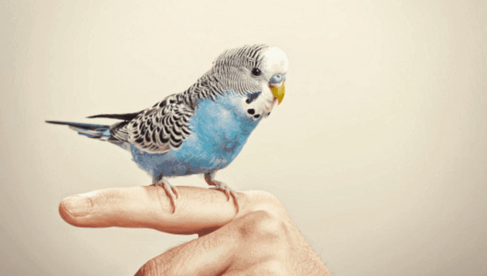 bird